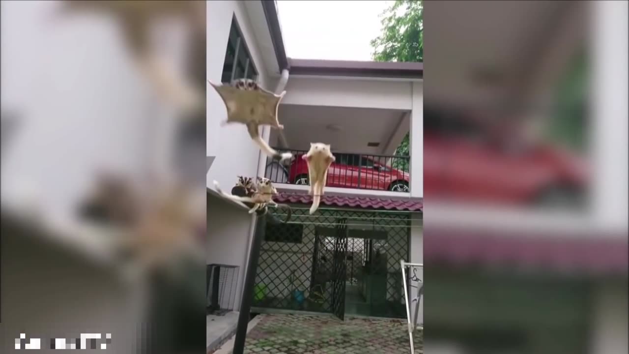 Cute Animals Funny videos 🤣🤣🤣