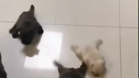 Cute baby dogs