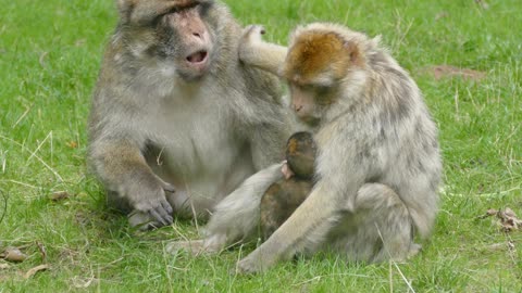 Funny monkey 🙈 with baby monkey videos 🥰🥰🥰