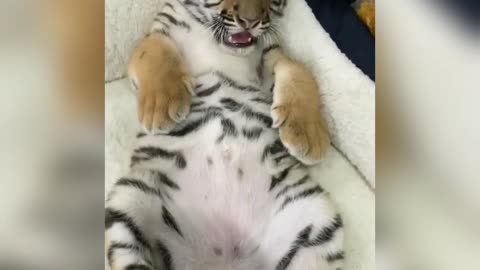 Cute baby tiger