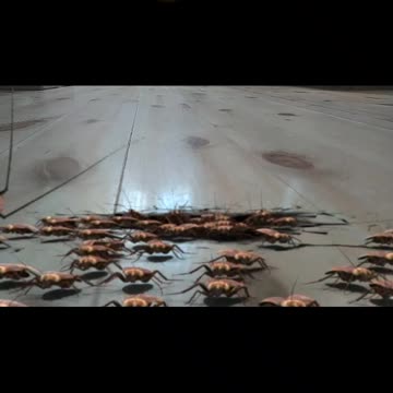 Cockroaches