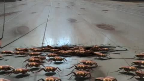 Cockroaches
