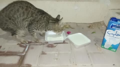 Homeless cat in Ras Al Khaimah, UAE: MICHAEL JACKSON #cat #cats #MichaelJackson #UAE #pets #pet #4u