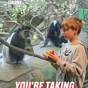 Boy's Rubik's cube fascinates monkey