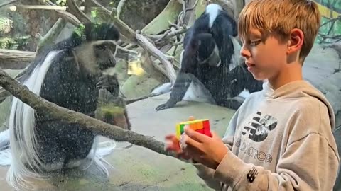 Boy's Rubik's cube fascinates monkey