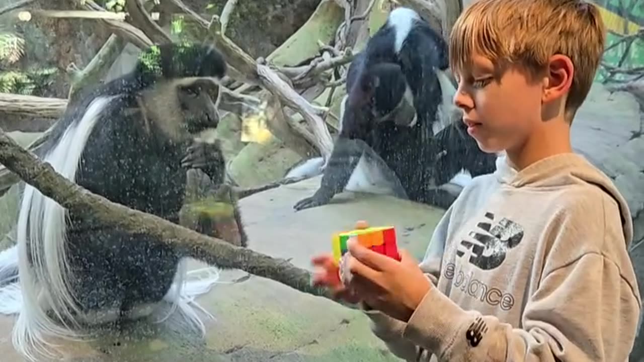 Boy's Rubik's cube fascinates monkey