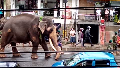 tusker working in srilankan street