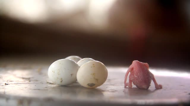 Chick emerging from the egg