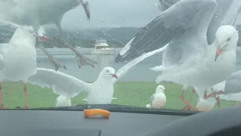 Silly Seagulls Swarm for Snack