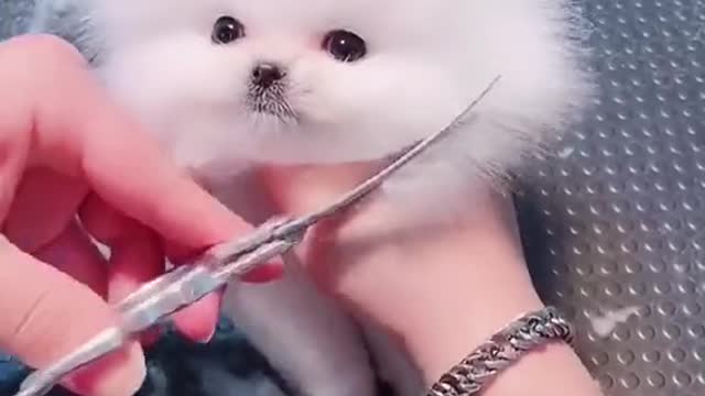 This Cute Adorable Dog Love to getting shower