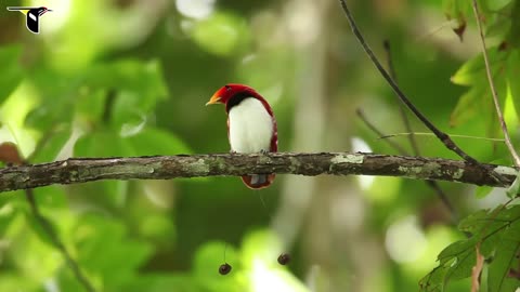 King Bird-of-Paradise