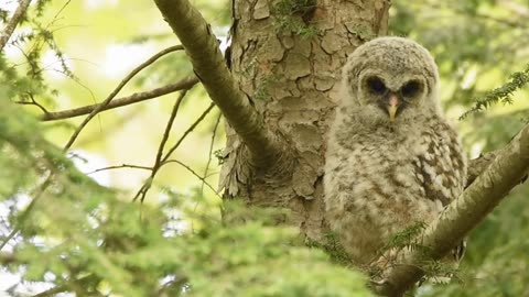 Barred Owlet with sound