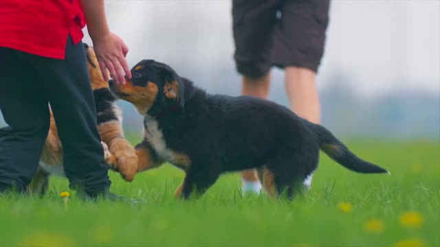 Children playing with two cute dogs