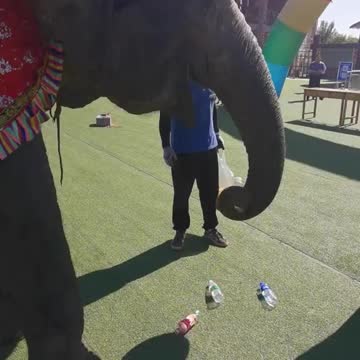 The elephant knows how to sort garbage and keep the environment green
