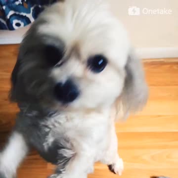 A cute dog wanting attention