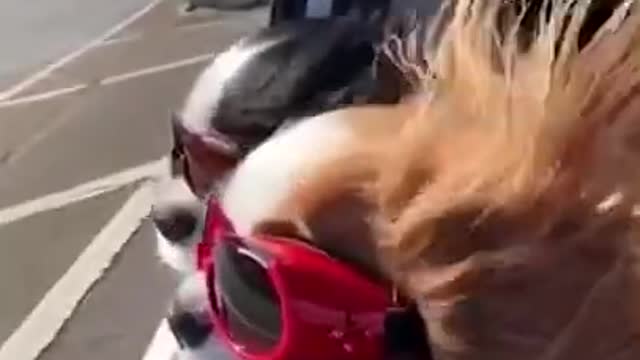 Very Funny Dog Videos