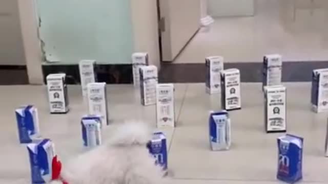 Os animais mais fofos do mundo #shorts #cat #dog #animals #funny