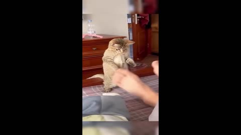 cat dog fight