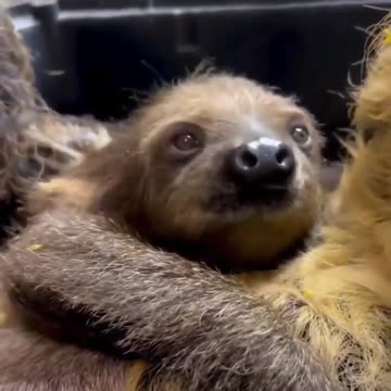 Mom and baby sloth 😊👍