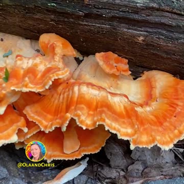 CHECK OUT THIS MUSHROOM! #explore
