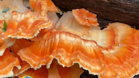 CHECK OUT THIS MUSHROOM! #explore