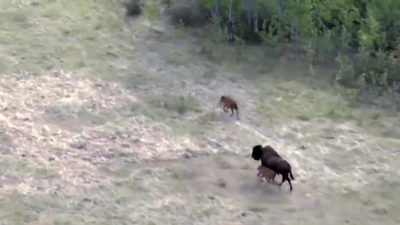 Yaks Fought Snow Leopard With All Her Might To Save Her Baby - Bison Mom Beat Wolf To Save Her Baby