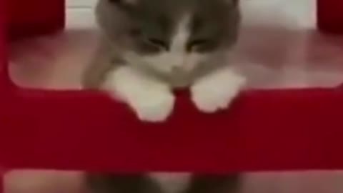 funny baby cat kitten sleeping #babycats #funny