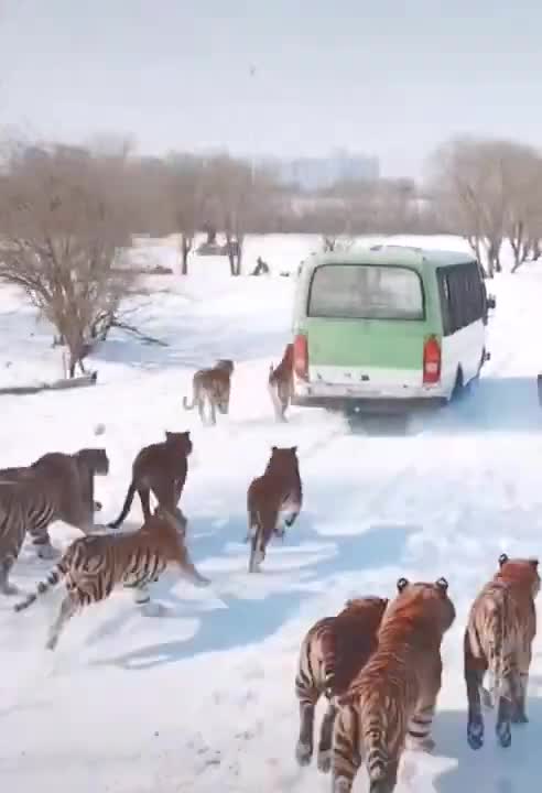 Tiger Running Back Car 2022 #Shorts