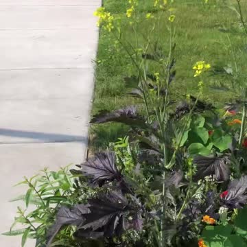 Small Steps Toward Edible Landscapes