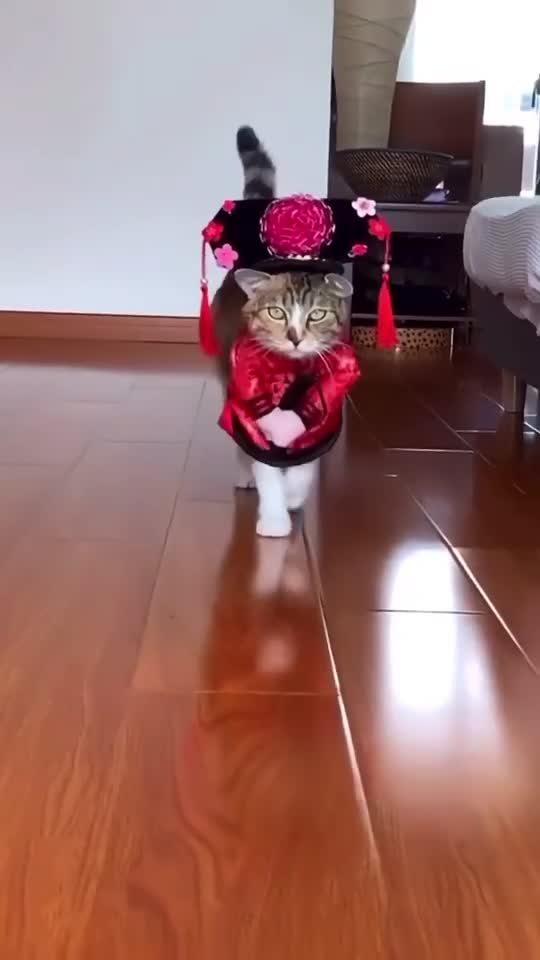 cat doing catwalk😹😹😻😻 If…