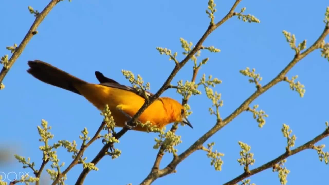 ♫ Música para Meditação ♪ Relaxamento Profundo ♫ Pássaros e Aves♪