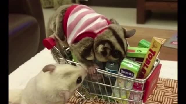 These rats love to watch TV with the owners