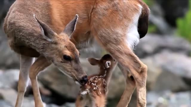 CUET BABY DEER