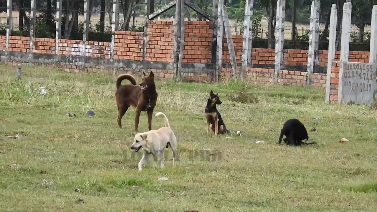 Villagedog!! Black Labrador Retriever Vs German Shepherd Dog Near Home