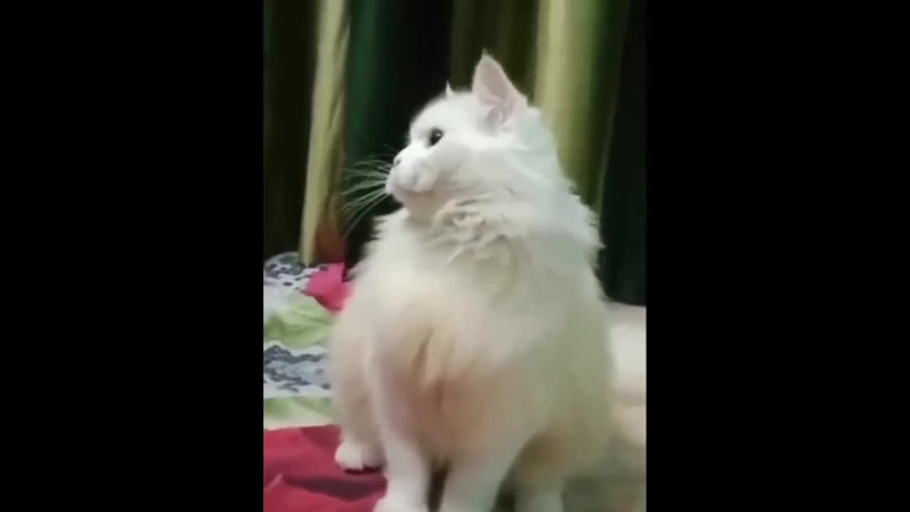 New Funny Animals 😂 Funniest Cats and Dogs Videos 😺🐶 Part 5