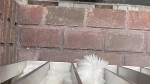 Funny Cat videos 🤣🤣🤣
