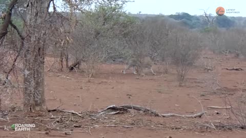 Leopard Attacks Porcupine, Regrets It Immediately