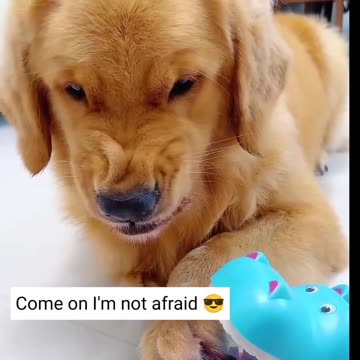 Funny moments with my dog 🐕❤️