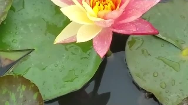 The first time I photographed two-color water lilies, I was lucky