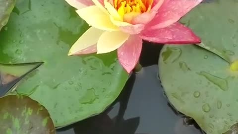 The first time I photographed two-color water lilies, I was lucky