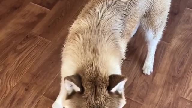 Husky Catching Any food I throw at him