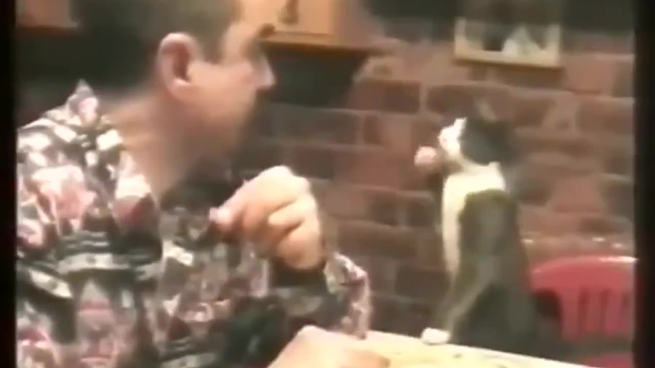 cat gesturing to owner