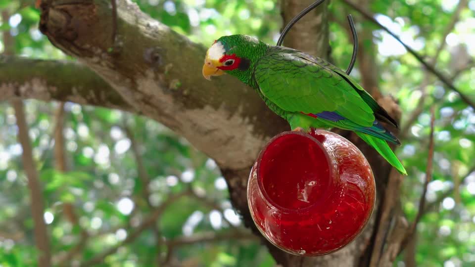 bird-chick-nest-food-mother