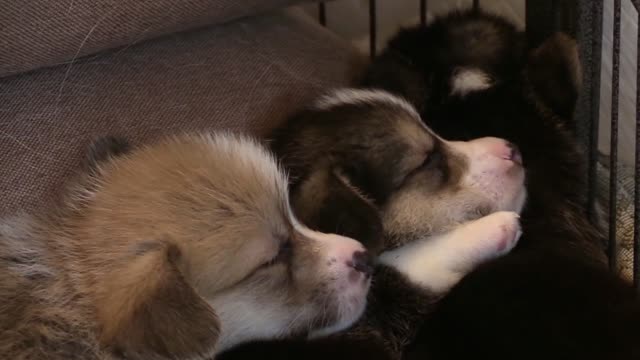 Cute Dogs Slleeping