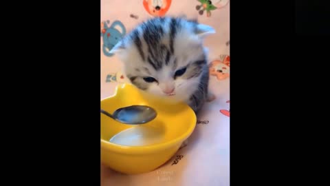 Funny animals [] Try not to laugh compilation 48