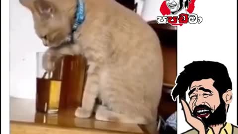 The cat is very drunk after drinking alcohol, oh my god 😂🤭