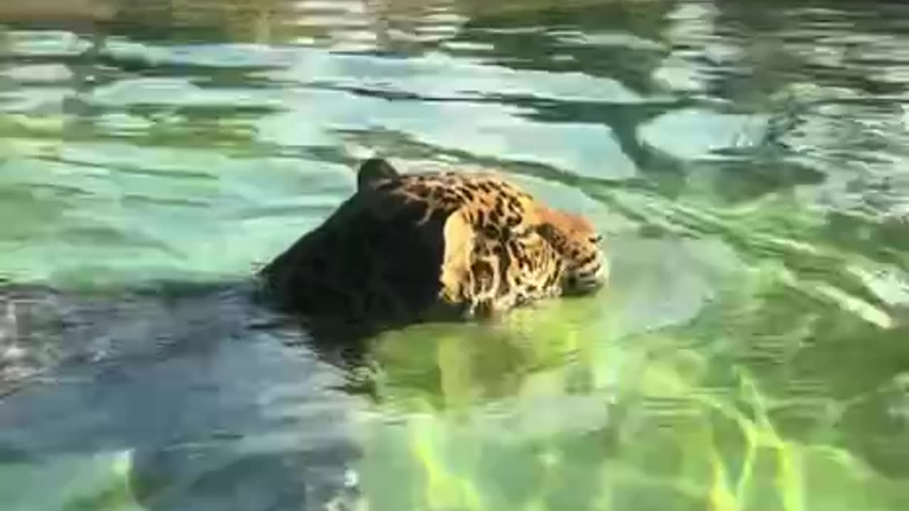 Leopard doing some water exercises