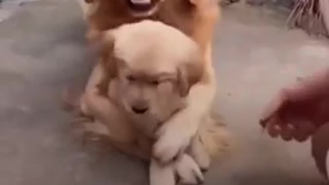 Protective dog