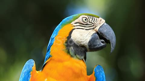 Close-up Blue and yellow Macaw stock video