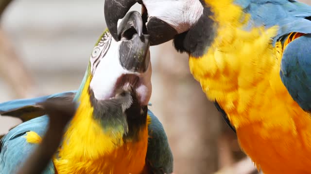 two parrots playing together